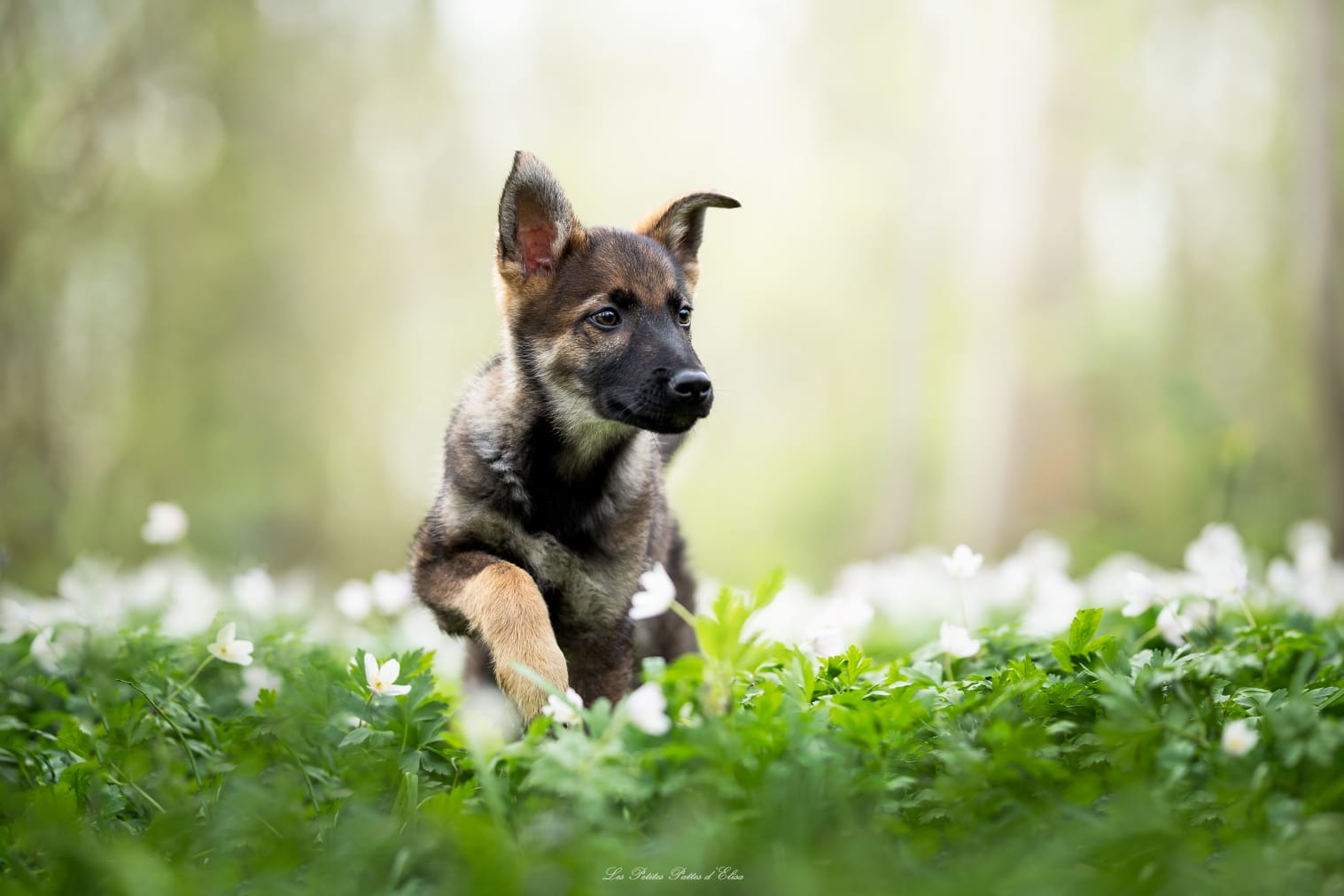 lespetitespattesdelisa